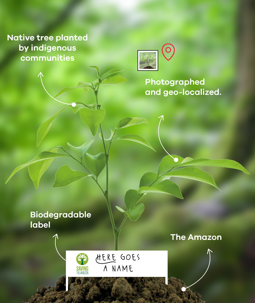 Amazon Forest - Saving The Amazon