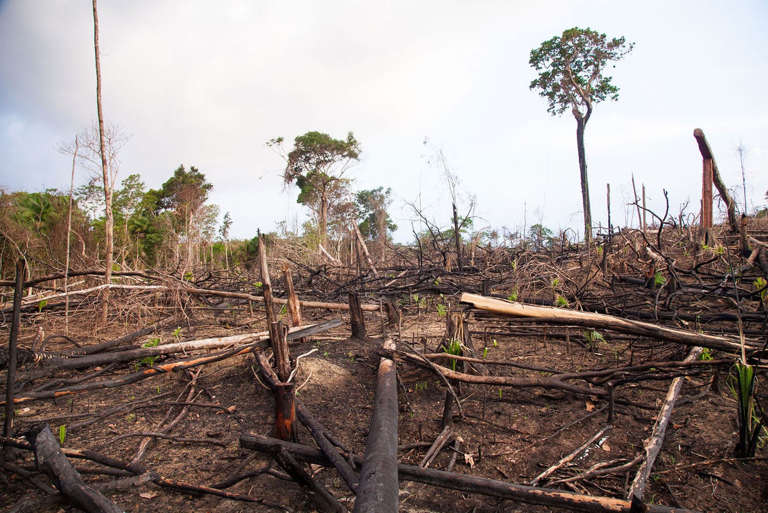 Las alarmantes cifras de deforestación de la pandemia en la Amazonía.