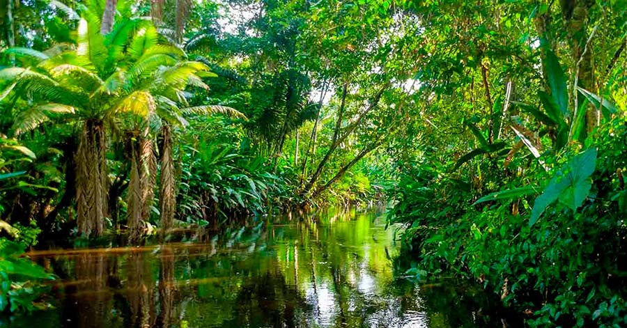 Conoce las especies que sembramos en el Amazonas