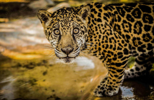 El jaguar, las historias detrás del gran felino de América