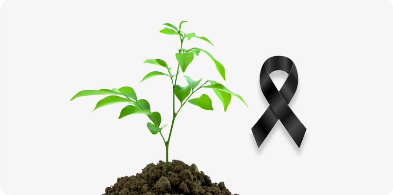 UN ÁRBOL DE CONDOLENCIAS