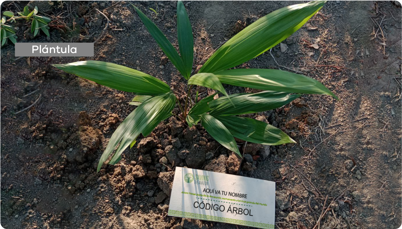 Fotografía de la siembra del árbol