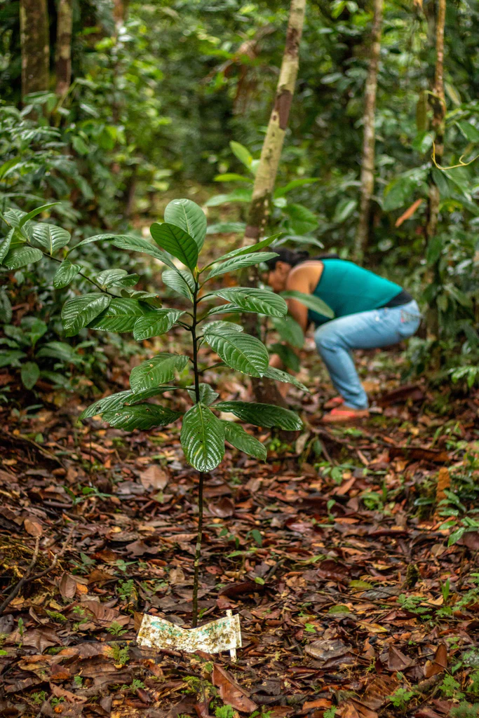 DONA UN ÁRBOL