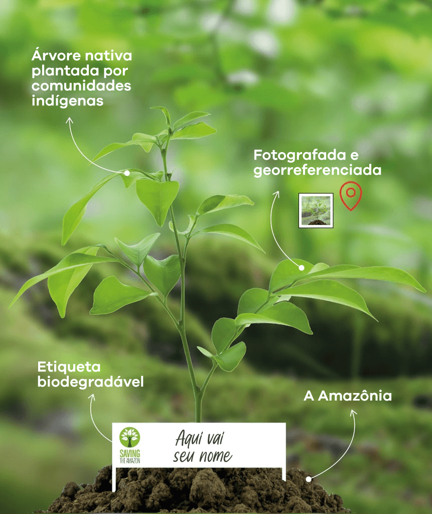 Amazon Forest Sponsor