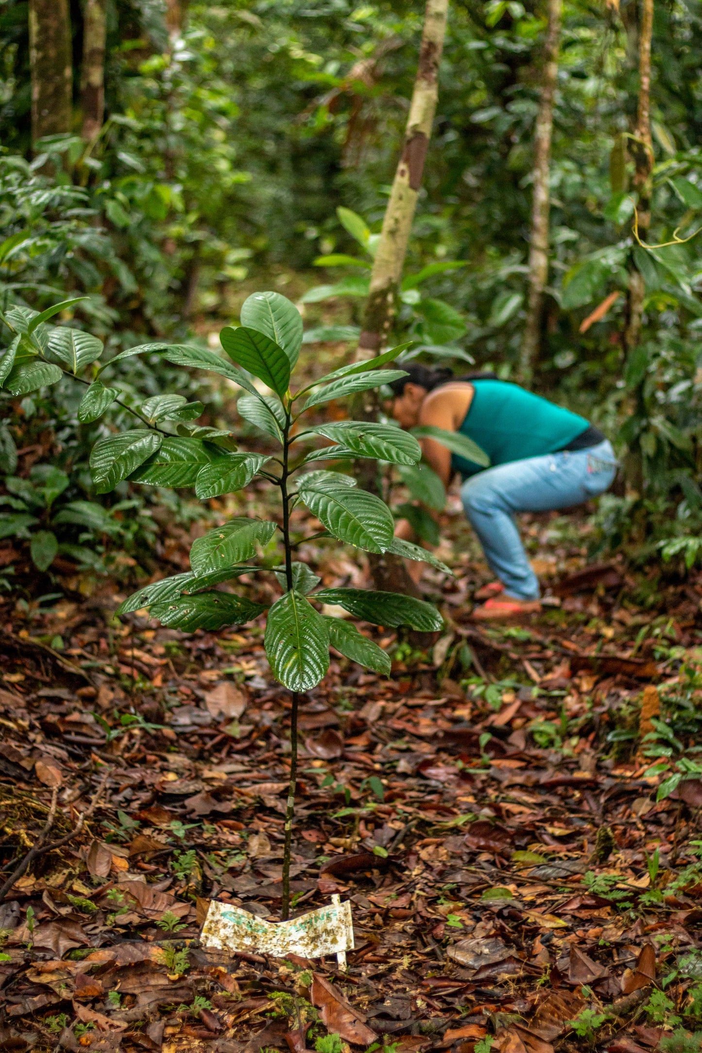 Amazon Forest - Saving The Amazon